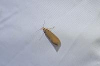 Crassa unitella