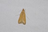Helcystogramma rufescens