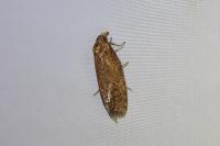 Phtheochroa inopiana