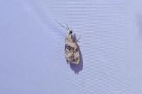 Phalonidia manniana