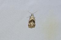 Phalonidia manniana