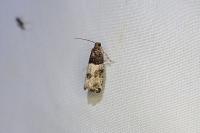 Gypsonoma aceriana