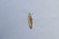 Eucosma obumbratana