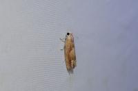 Eucosma conterminana