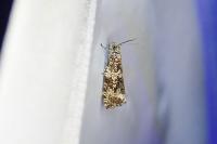 Celypha lacunana