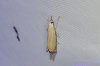 Chrysoteuchia culmella