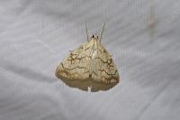 Evergestis pallidata