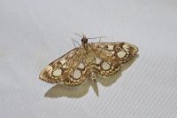 Anania coronata