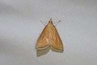 Nascia cilialis