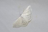Scopula caricaria
