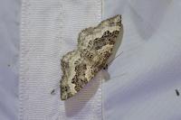 Epirrhoe alternata
