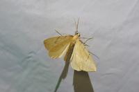 Gandaritis pyraliata