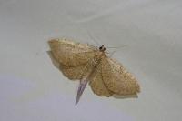 Philereme vetulata