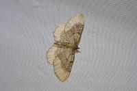 Philereme vetulata
