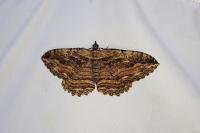 Philereme transversata