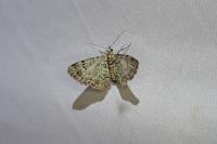Pasiphila rectangulata