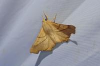 Ennomos fuscantaria