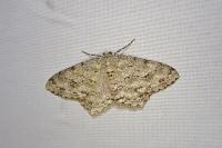 Ectropis crepuscularia