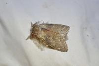 Stauropus fagi