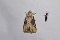 Lateroligia ophiogramma
