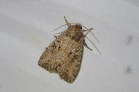 Fissipunctia ypsillon