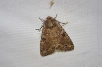 Fissipunctia ypsillon