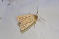 Mythimna impura