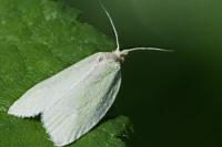 Tortrix viridana