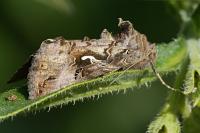 Autographa gamma