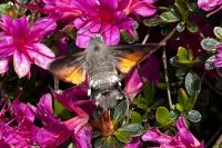 Macroglossum stellatarum