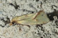 Agapeta hamana