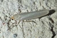 Eilema caniola