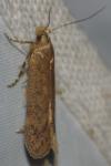 Bryotropha
