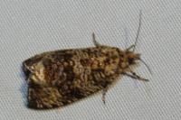 Celypha lacunana
