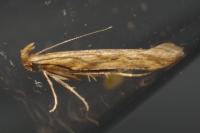 Metzneria lappella