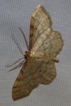 Idaea fuscovenosa