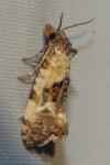 Cochylis molliculana