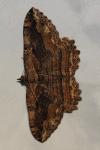 Philereme transversata