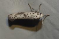 Yponomeuta irrorella