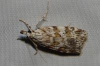 Scoparia ingratella/pyralella