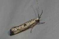 Yponomeuta plumbella