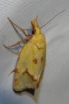 Agapeta hamana
