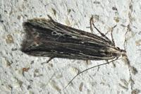 Monochroa palustrellus