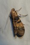 Euzophera pinguis