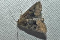 Oligia latruncula/strigilis/versicolor