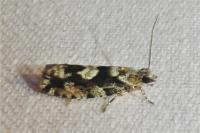 Zeiraphera isertana