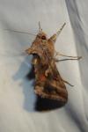 Autographa gamma