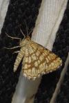 Chiasmia clathrata