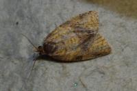 Epagoge grotiana