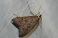 Mecyna asinalis